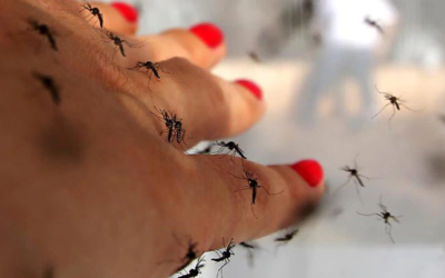 Pílulas para emagrecimento induzem menor ataque de mosquitos e previnem a disseminação de doenças